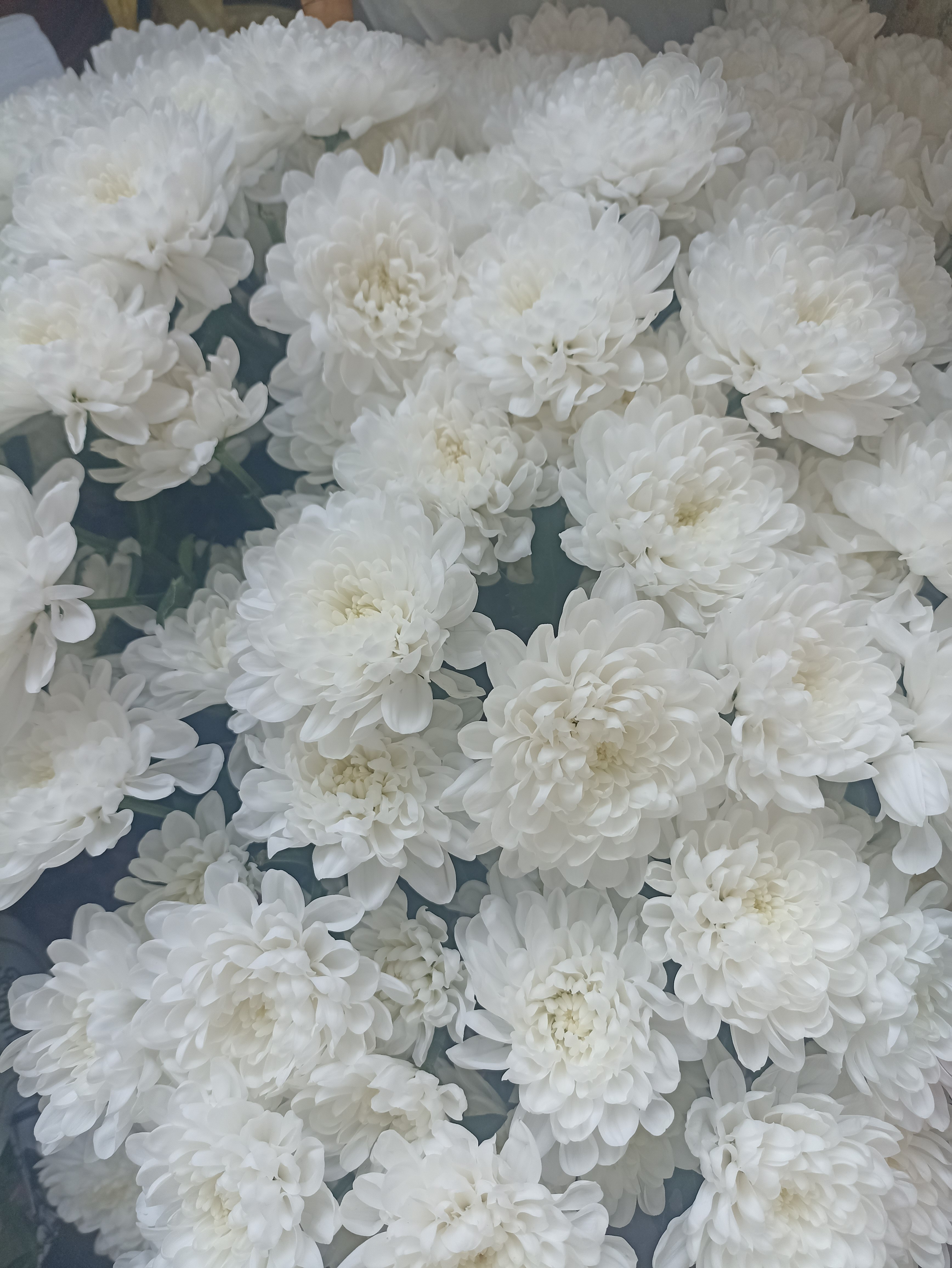 Хризантема кустовая